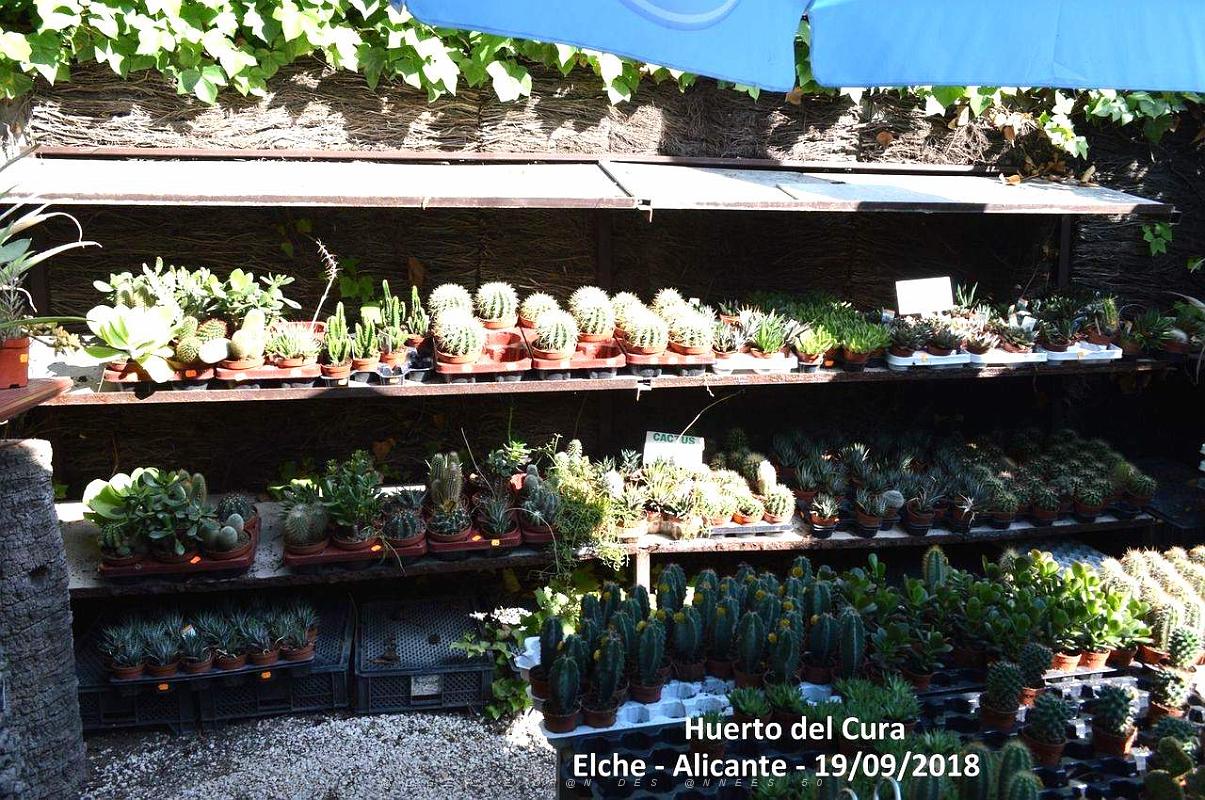 19 ELCHE HUERTO DEL CURA (23).JPG